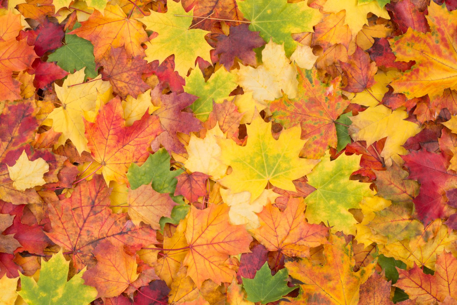 Fall Maintenance
